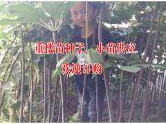 2017現(xiàn)重樓選貨價(jià)格1000元#重樓種苗#七葉一枝花苗價(jià)格圖3