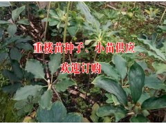 會澤重樓種子供求購信息#云南重樓種苗哪家好-圖2