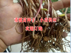 目前云南重樓苗多少錢一株##多芽滇重樓苗價(jià)格-重樓苗品牌圖2