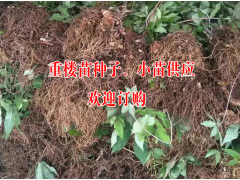 目前云南重樓苗多少錢一株##多芽滇重樓苗價(jià)格-重樓苗品牌圖3