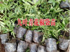 九葉青花椒圖片#九葉青花椒市場前景無刺九葉青花椒產(chǎn)量圖2
