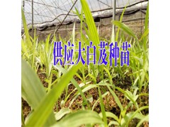 優(yōu)質白芨苗圖片&2017三叉白芨苗價格&紫花三叉白芨苗價格圖2