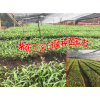 云南白及小苗基地銷售價(jià)格是多少?