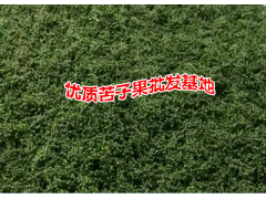 苦子果泡酒，喝了苦子果酒后能降血壓-供應(yīng)優(yōu)質(zhì)苦子果圖3