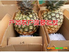 楚雄有無(wú)眼菠蘿批發(fā)地嗎&紅河州哪里有無(wú)眼菠蘿批發(fā)%圖3