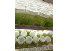 云南大理劍川白芨種苗批發(fā)銷售|大理劍川哪里有白芨種苗？圖2