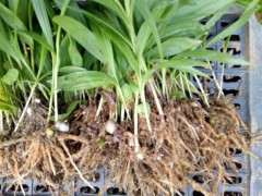 云南大理劍川白芨種苗批發(fā)銷售|大理劍川哪里有白芨種苗？圖3