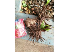 云南白芨種苗哪里可以買到？大理哪里有白芨種苗批發(fā)圖1