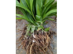 云南白芨種苗哪里可以買到？大理哪里有白芨種苗批發(fā)圖2
