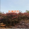 昆明宜良苗木市場報(bào)價(jià)中心