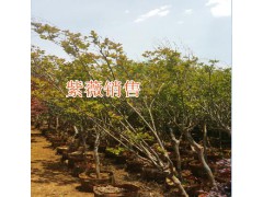 海桐球報(bào)價(jià)表圖1