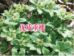 云南重樓種植基地價(jià)格#云南重樓種植基地價(jià)格#圖3