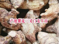 白芨市場價格是多少？白芨中藥材批發(fā)市場報價圖1
