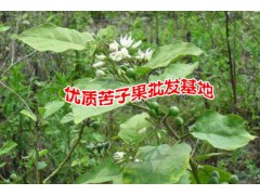 苦子果哪里的便宜#苦子果市場報(bào)價(jià)是多少?圖1