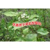 苦子果哪里的便宜#苦子果市場報(bào)價(jià)是多少?