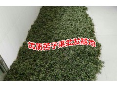 苦子果哪里的便宜#苦子果市場報(bào)價(jià)是多少?圖2