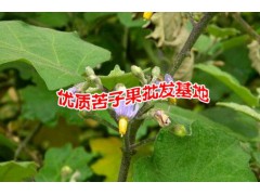 苦子果哪里的便宜#苦子果市場報(bào)價(jià)是多少?圖3