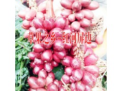 糯米香茶多少錢(qián)一斤##糯米香茶價(jià)格:13649607025圖1