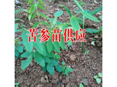 糯米香茶多少錢(qián)一斤##糯米香茶價(jià)格:13649607025圖2