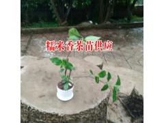 糯米香茶多少錢(qián)一斤##糯米香茶價(jià)格:13649607025圖3