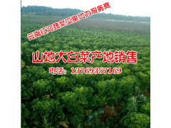 出售各種辣椒（小米辣、油辣等）&蔬菜瓜果代辦中心*圖2