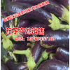 茄子供求信息\價格信息\行情分析等網(wǎng)上信息服務