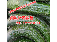 本地黃瓜價(jià)格行情(產(chǎn)地)_云南黃瓜網(wǎng)圖3