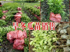 一年生旱冬瓜苗#云南旱冬瓜苗供應商圖3