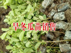 一年生旱冬瓜苗#云南旱冬瓜苗供應商圖2
