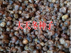 天冬種子春秋兩季種植技術(shù)#大天冬種子種植佳時(shí)節(jié)圖3