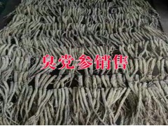 云南臭黨參多少錢_臭黨參多少錢一公斤?圖3