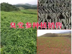 云南三農(nóng)臭參網(wǎng)是三農(nóng)網(wǎng)下臭參價格信息網(wǎng)站圖2