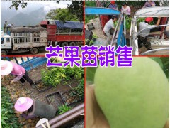 云南芒果樹苗公司品牌？云南芒果樹苗哪里的好圖2