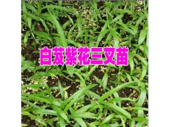 訓化的白芨苗圖片&云南白芨種苗價格合作示范社播報圖1