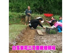 白芨育苗技術(shù)*宣威種植專業(yè)合作社圖2
