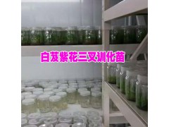 白芨育苗技術(shù)*宣威種植專業(yè)合作社圖3