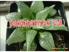 黃精中藥種苗繁育技術(shù)大全%云南黃精藥材種苗繁育資料圖1