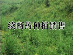 產(chǎn)區(qū)續(xù)斷多少錢一斤?云南優(yōu)質(zhì)續(xù)斷銷售價(jià)格是多少?圖2