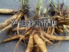 云南續(xù)斷市場(chǎng)價(jià)是多少?哪里續(xù)斷種植多?圖2