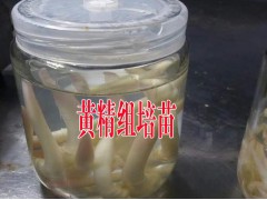 黃精組培育苗技術(shù)培訓(xùn)_組培生產(chǎn)學(xué)習(xí)圖1