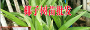 椰子苗哪里能買到？