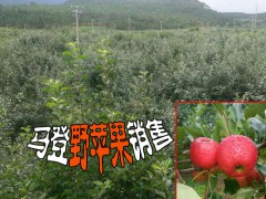 大理蘋果種植基地◆大理州馬登野蘋果種植基地價格圖2