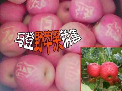 大理州馬登野蘋(píng)果_云南野蘋(píng)果訂購(gòu)圖3