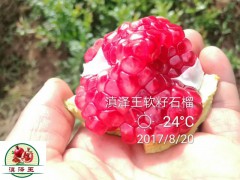 云南昭通軟籽石榴樹(shù)苗#云南州市軟籽石榴小苗基地圖2