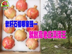 云南軟籽石榴苗哪里好價(jià)格便宜?圖1