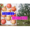 云南軟籽石榴苗哪里好價(jià)格便宜?