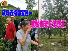 云南軟籽石榴苗哪里好價(jià)格便宜?圖2