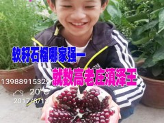云南軟籽石榴苗哪里好價(jià)格便宜?圖3