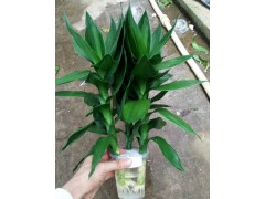 富貴竹批發(fā)價格哪里便宜？海南荷花竹富貴竹圖3