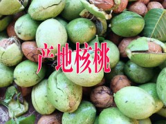 云南板栗價(jià)格◆云南核桃多少錢一斤◆云南核桃批發(fā)市場圖2
